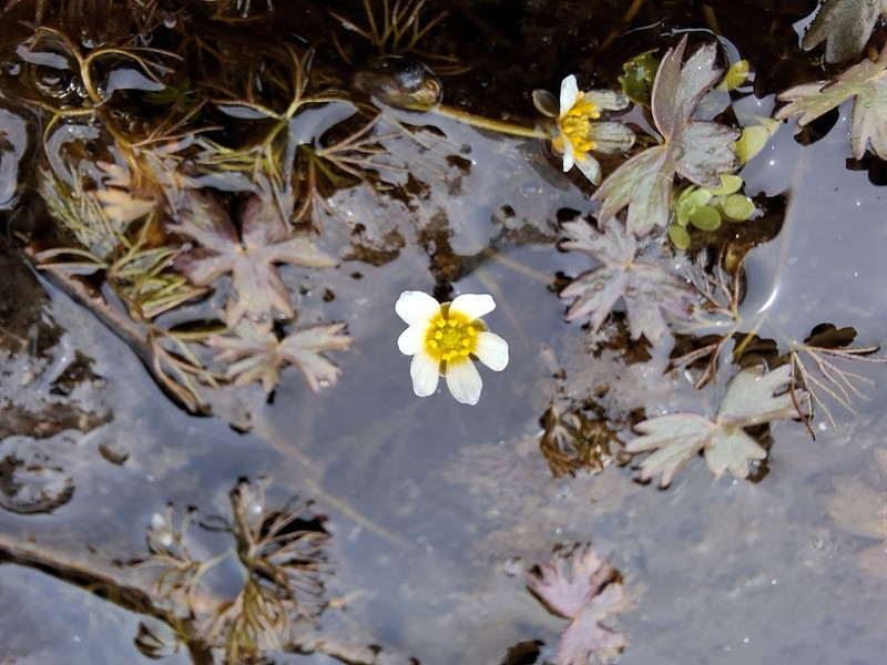 Ranunculus oblitus photo 8