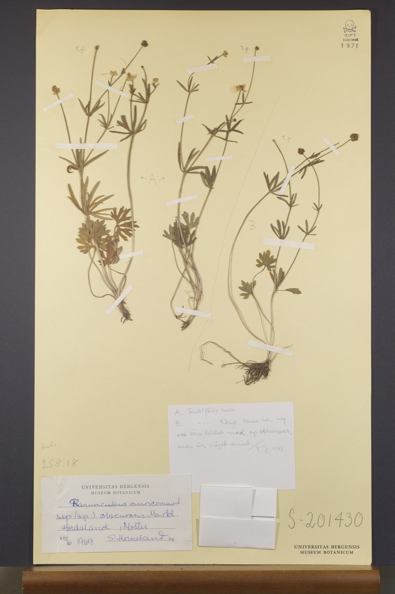 Ranunculus obscurans