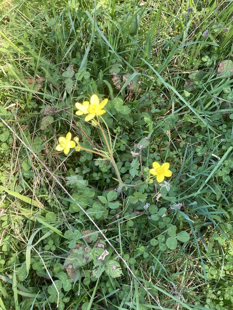 Western Buttercup photo 2