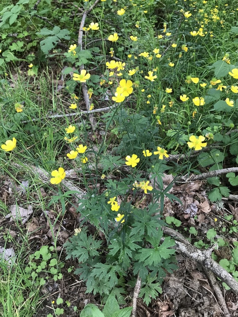 Western Buttercup photo 3