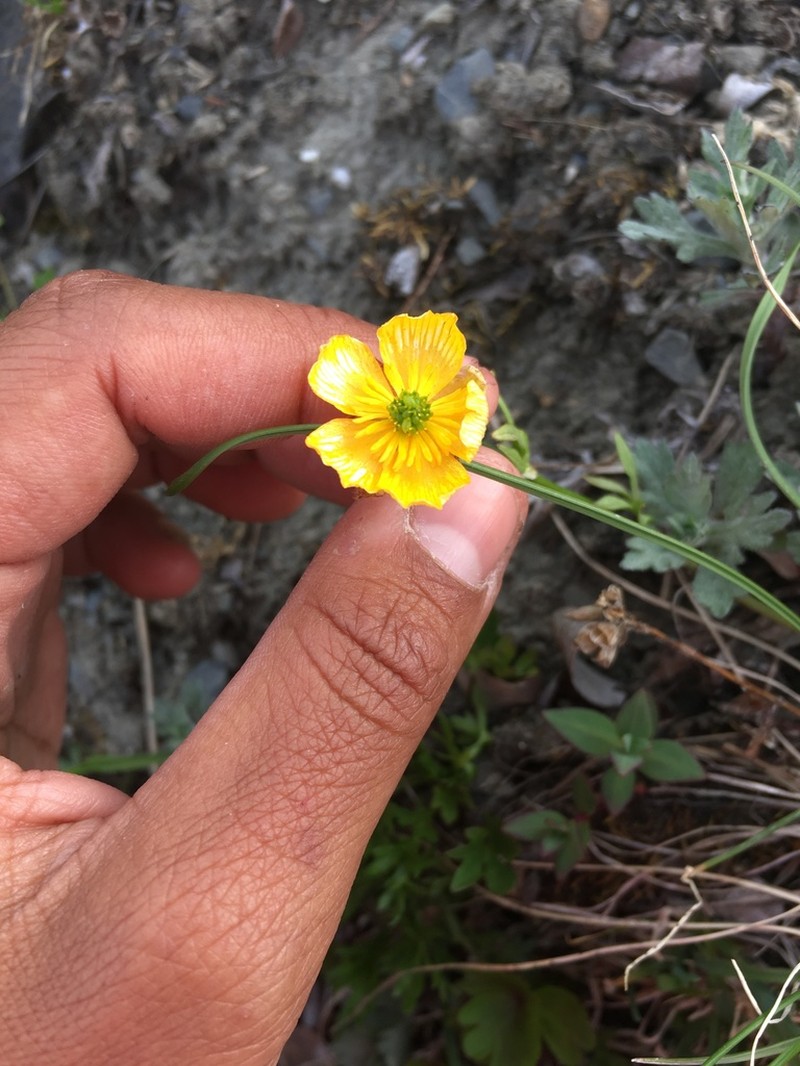 Western Buttercup photo 4