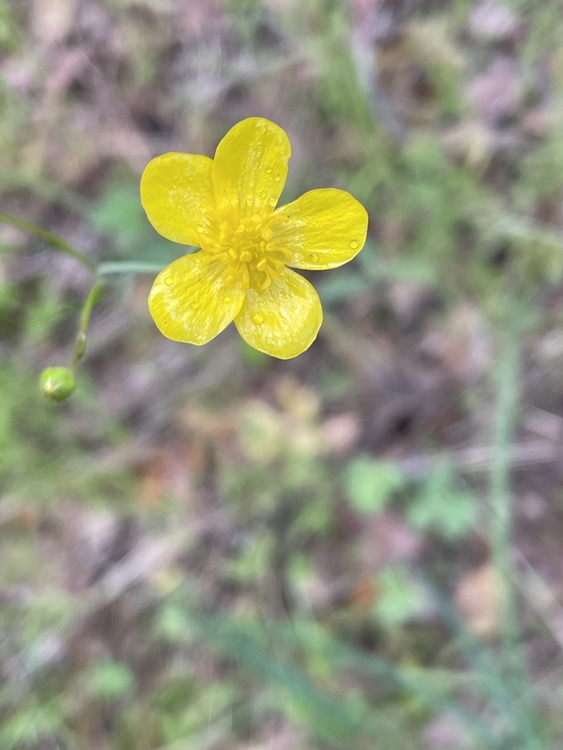 Western Buttercup photo 5