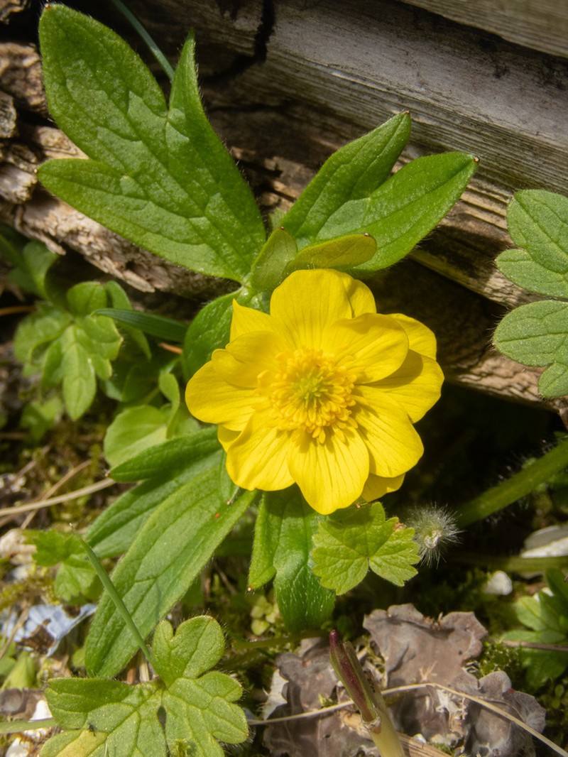 Western Buttercup photo 6