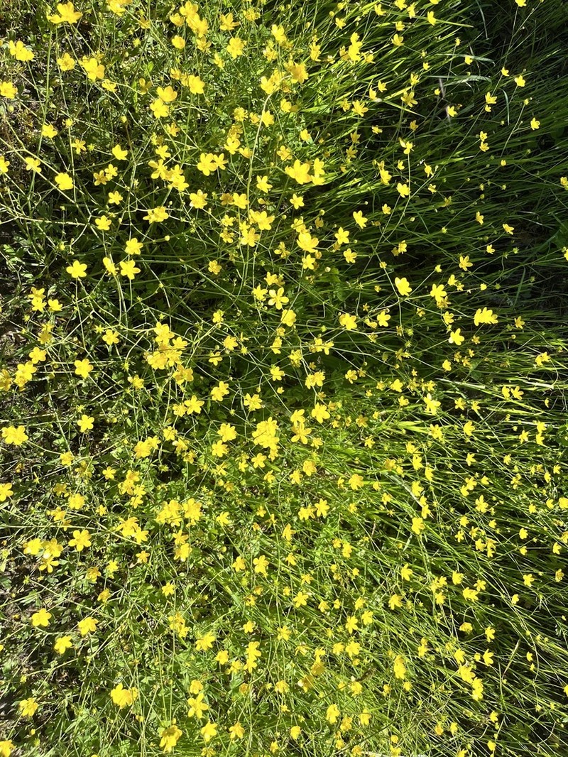 Western Buttercup photo 7