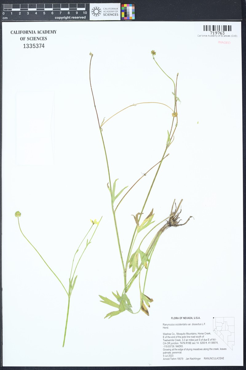 Ranunculus occidentalis var. dissectus
