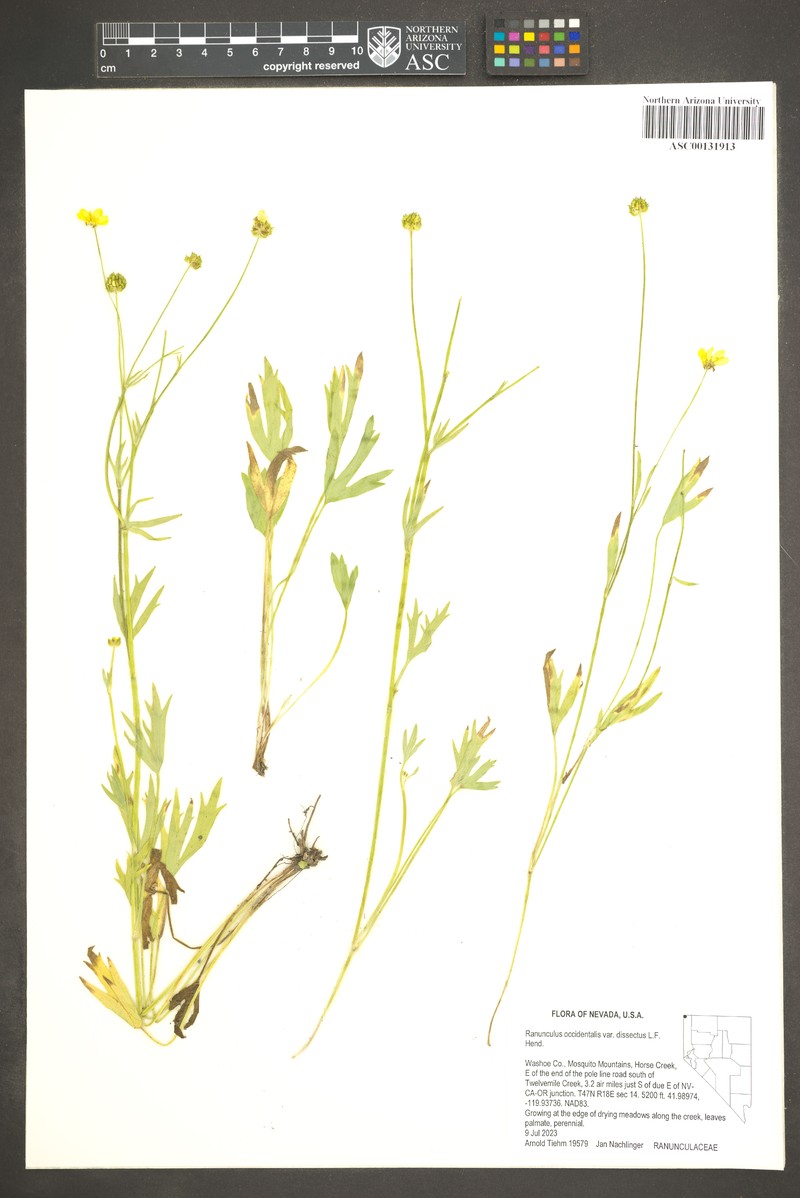 Ranunculus occidentalis var. dissectus photo 2
