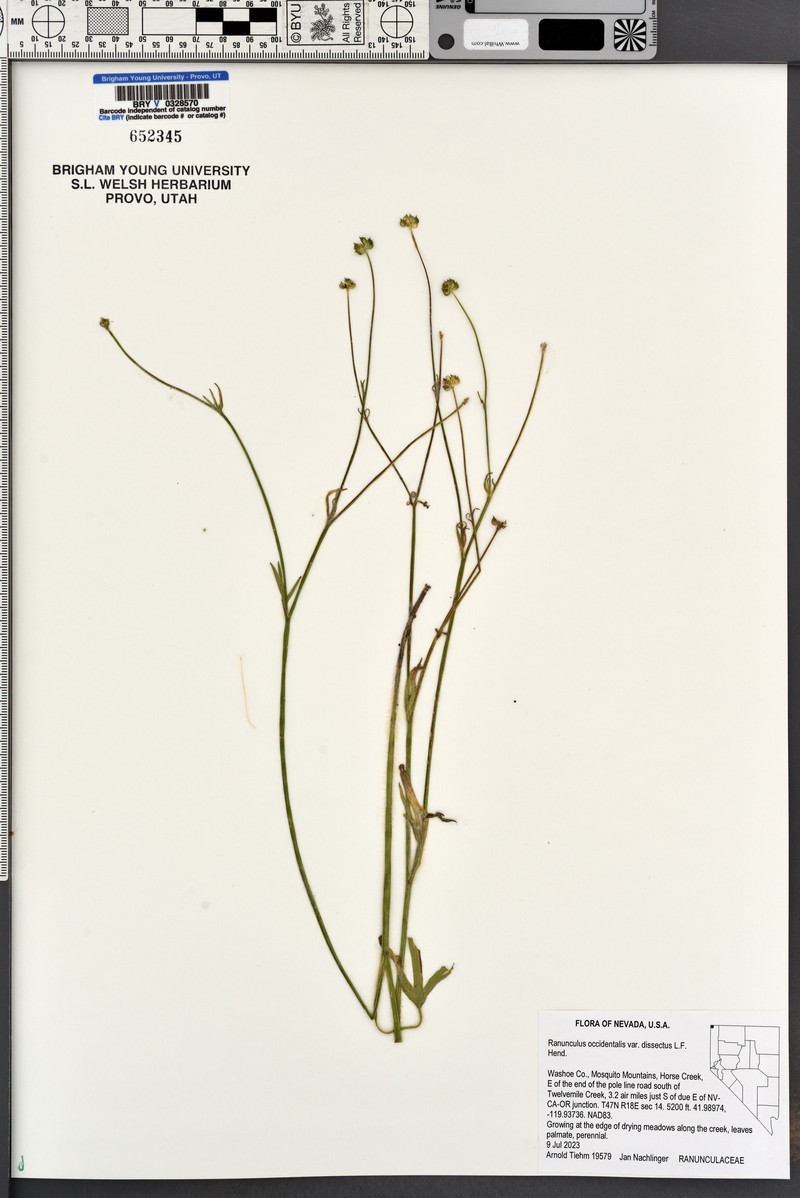 Ranunculus occidentalis var. dissectus photo 3