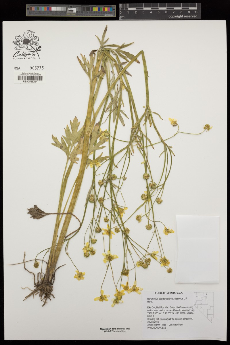 Ranunculus occidentalis var. dissectus photo 4