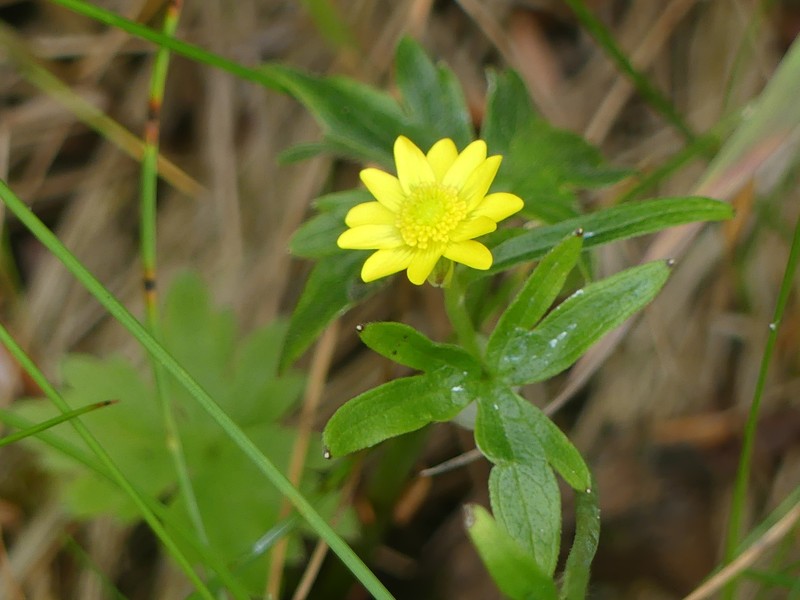 Ranunculus occidentalis var. hexasepalus