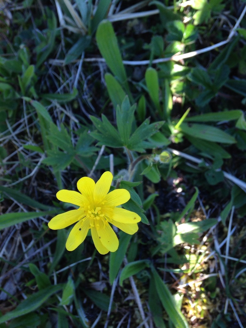 Ranunculus occidentalis var. hexasepalus photo 2