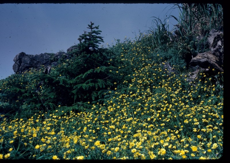 Ranunculus occidentalis var. hexasepalus photo 3