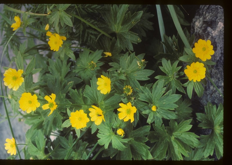 Ranunculus occidentalis var. hexasepalus photo 4