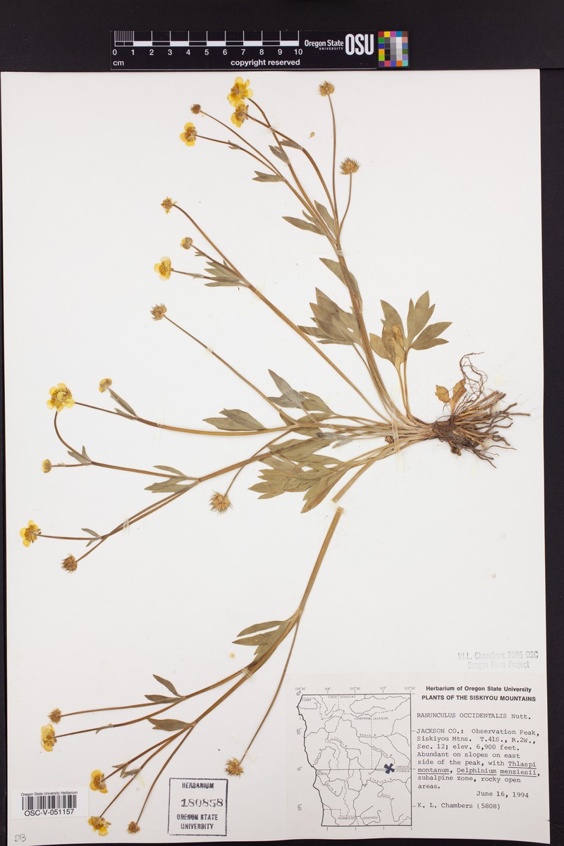 Ranunculus occidentalis var. howellii