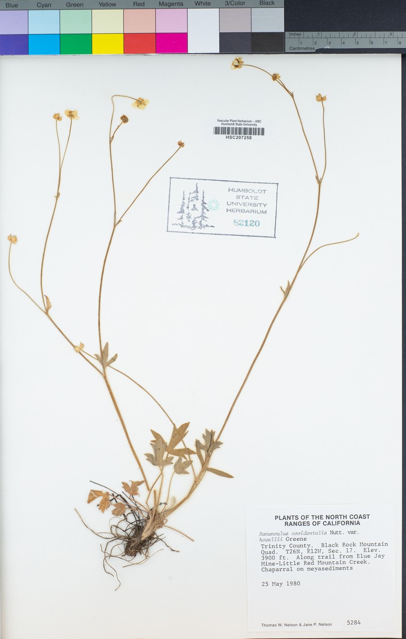 Ranunculus occidentalis var. howellii photo 2