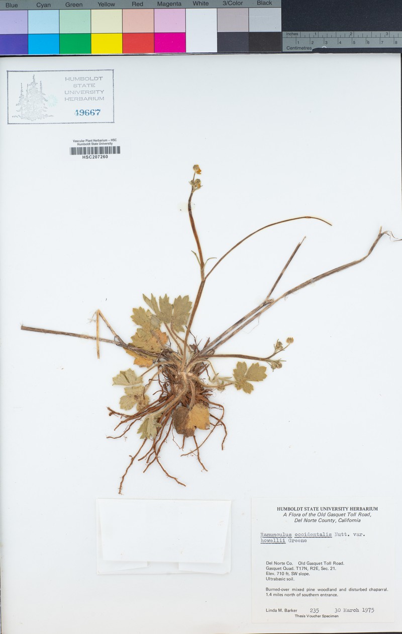 Ranunculus occidentalis var. howellii photo 3