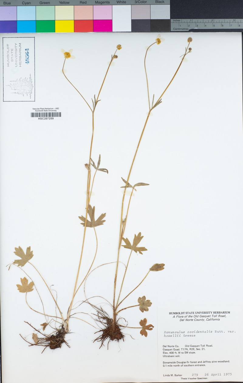 Ranunculus occidentalis var. howellii photo 4