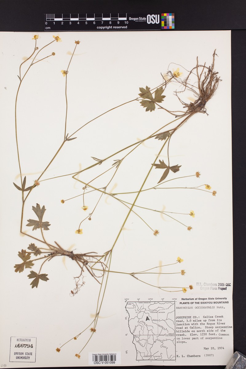 Ranunculus occidentalis var. howellii photo 5