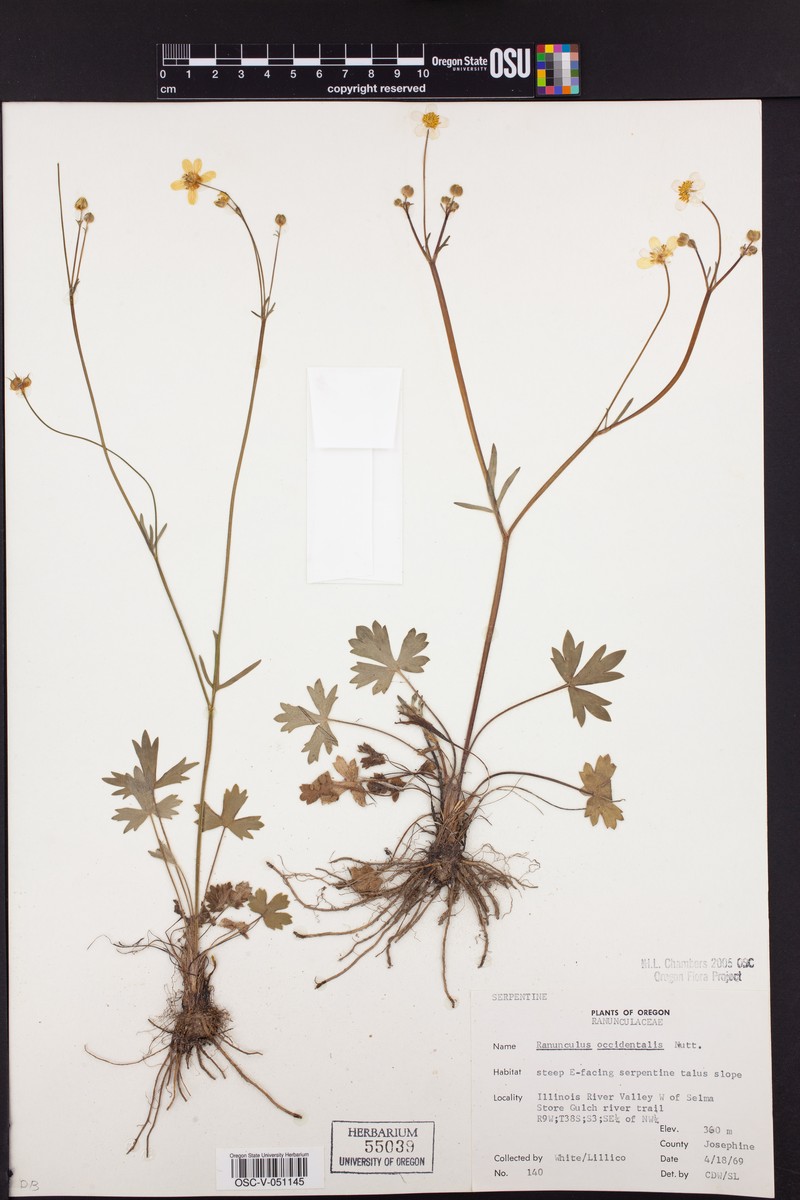 Ranunculus occidentalis var. howellii photo 6