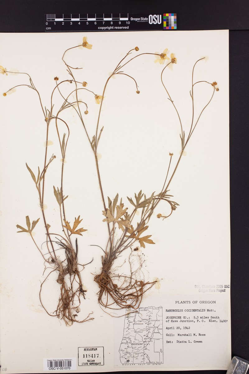 Ranunculus occidentalis var. howellii photo 8