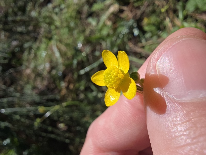 Ranunculus occidentalis var. occidentalis