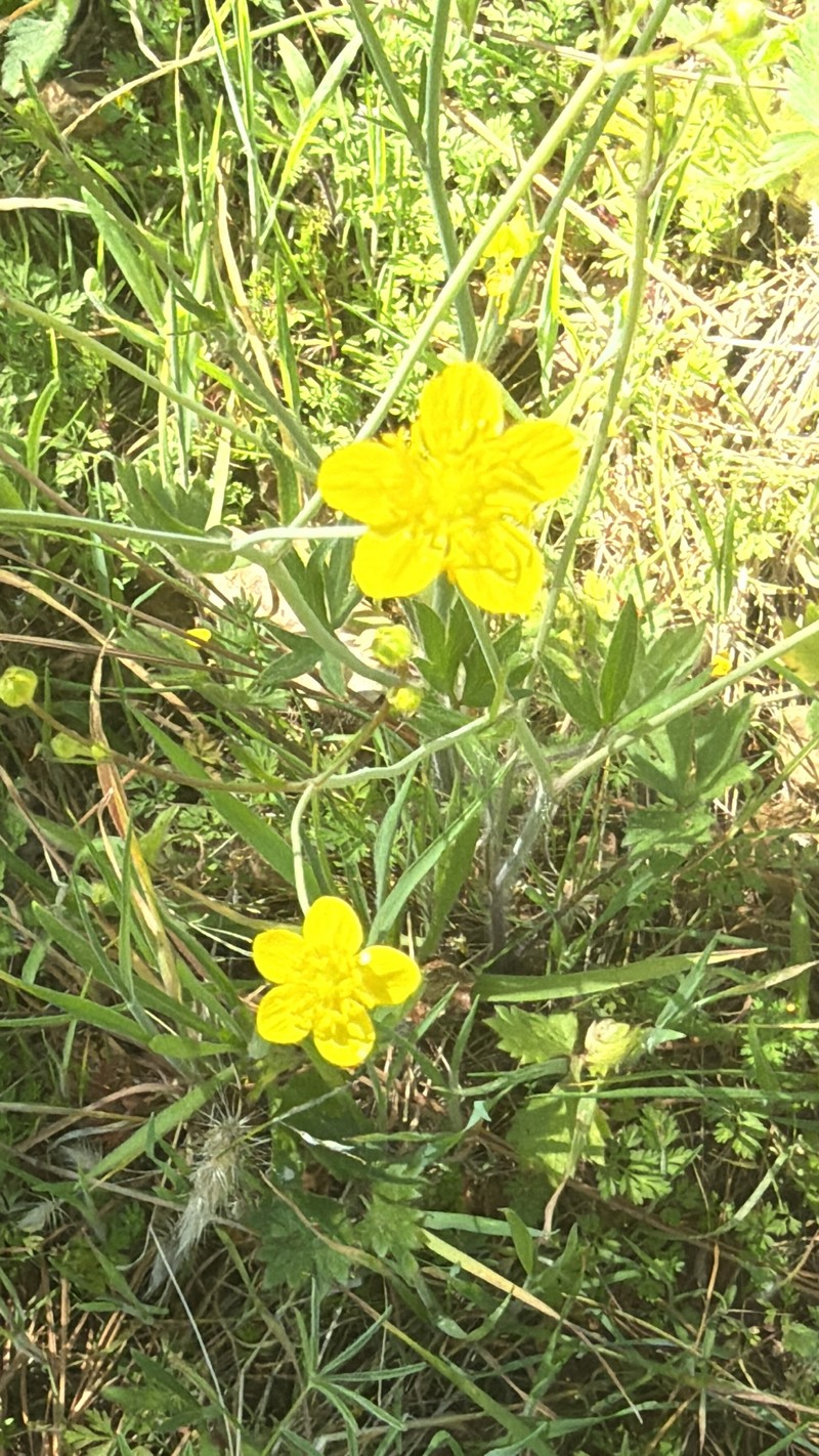 Ranunculus occidentalis var. occidentalis photo 2