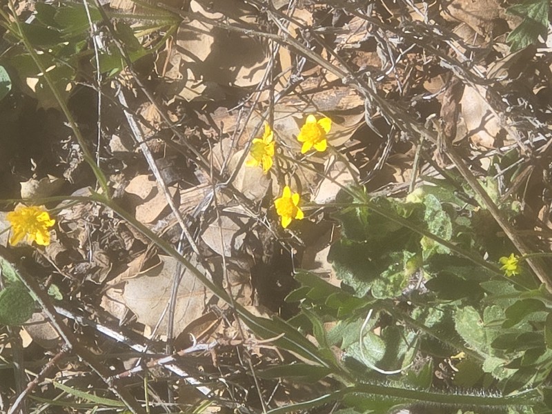 Ranunculus occidentalis var. occidentalis photo 3