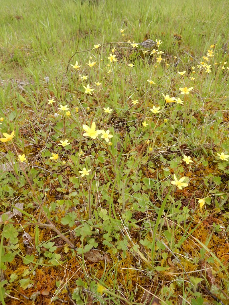 Ranunculus occidentalis var. occidentalis photo 4