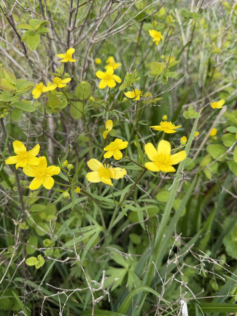 Ranunculus occidentalis var. occidentalis photo 5
