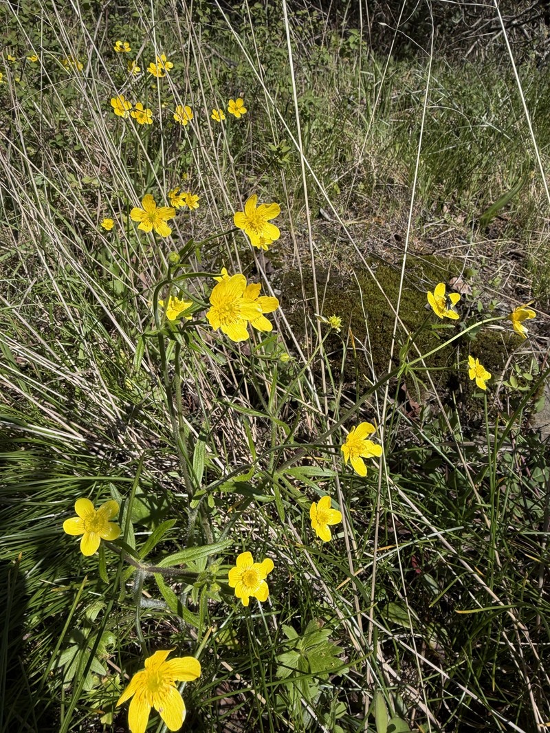Ranunculus occidentalis var. occidentalis photo 6