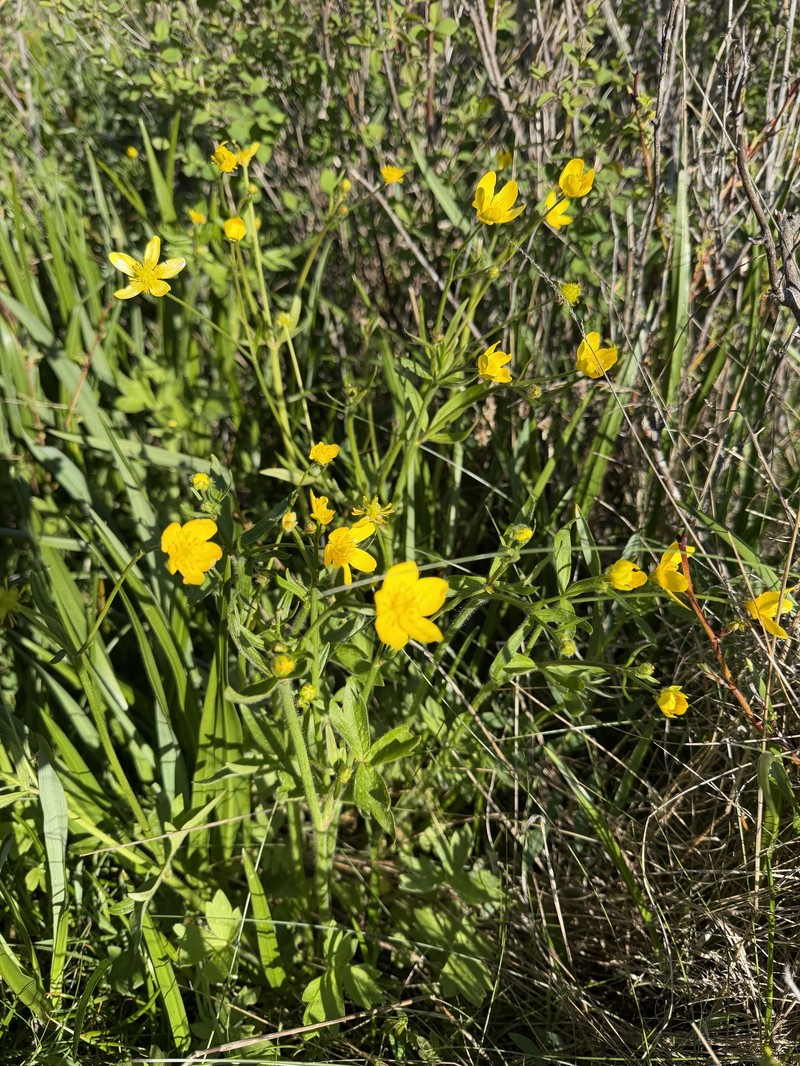 Ranunculus occidentalis var. occidentalis photo 7