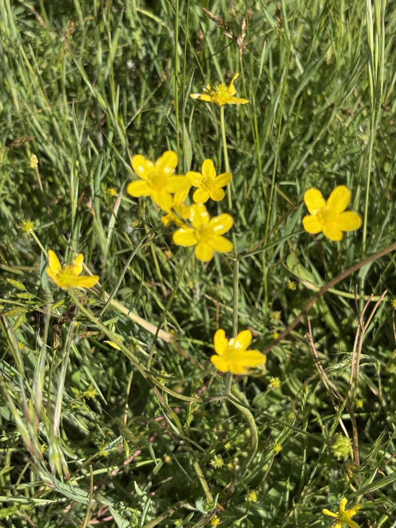 Ranunculus occidentalis var. occidentalis photo 8