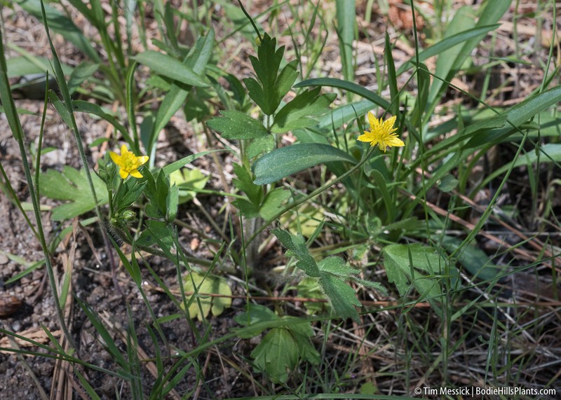 Ranunculus occidentalis var. ultramontanus