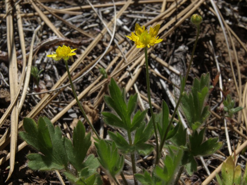 Ranunculus occidentalis var. ultramontanus photo 2