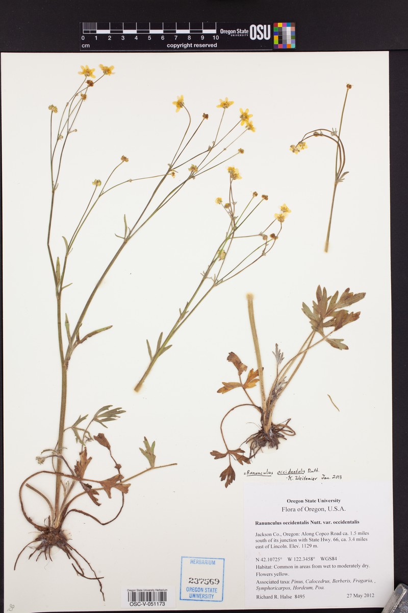 Ranunculus occidentalis var. ultramontanus photo 3