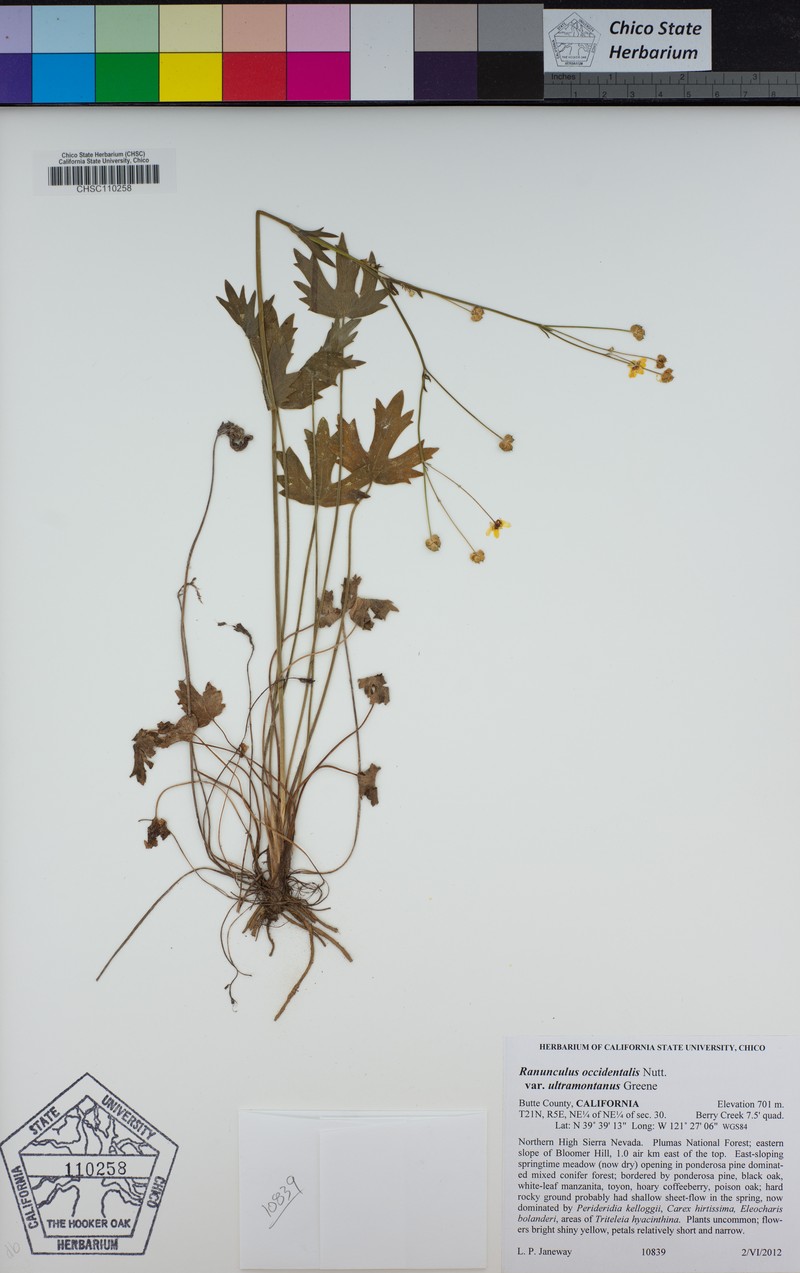Ranunculus occidentalis var. ultramontanus photo 4