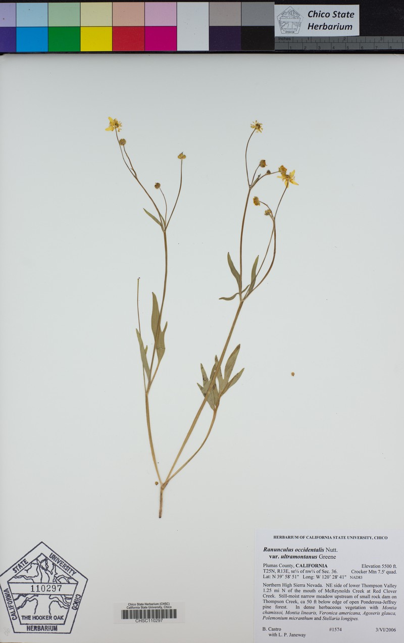Ranunculus occidentalis var. ultramontanus photo 5