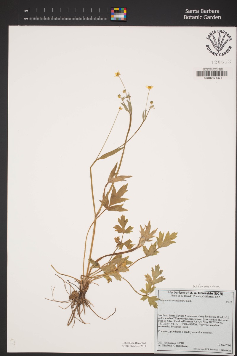 Ranunculus occidentalis var. ultramontanus photo 6