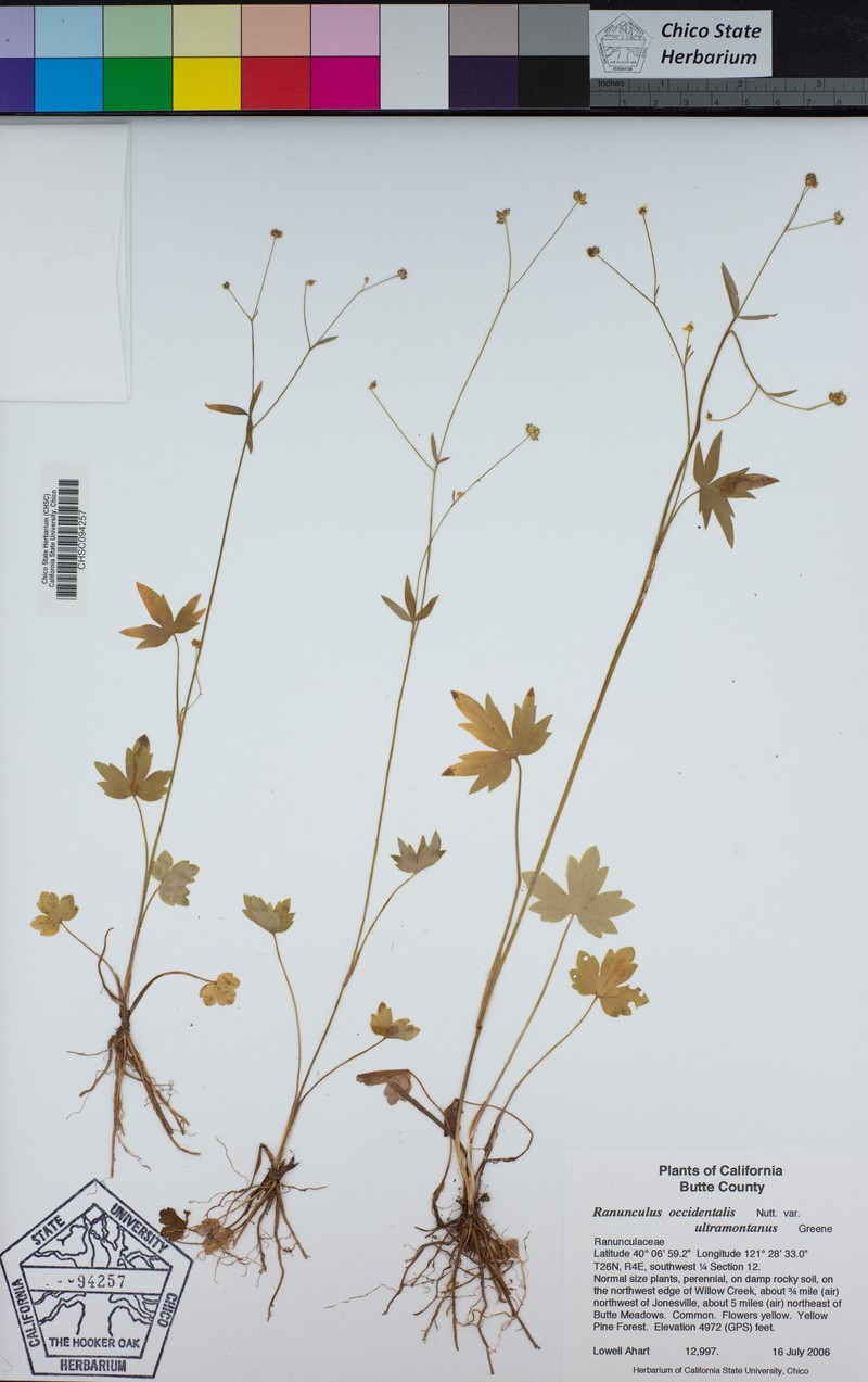 Ranunculus occidentalis var. ultramontanus photo 7