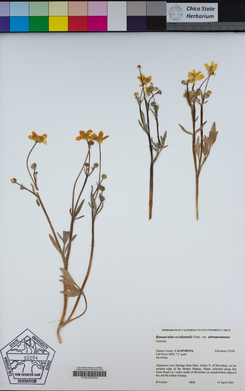 Ranunculus occidentalis var. ultramontanus photo 8