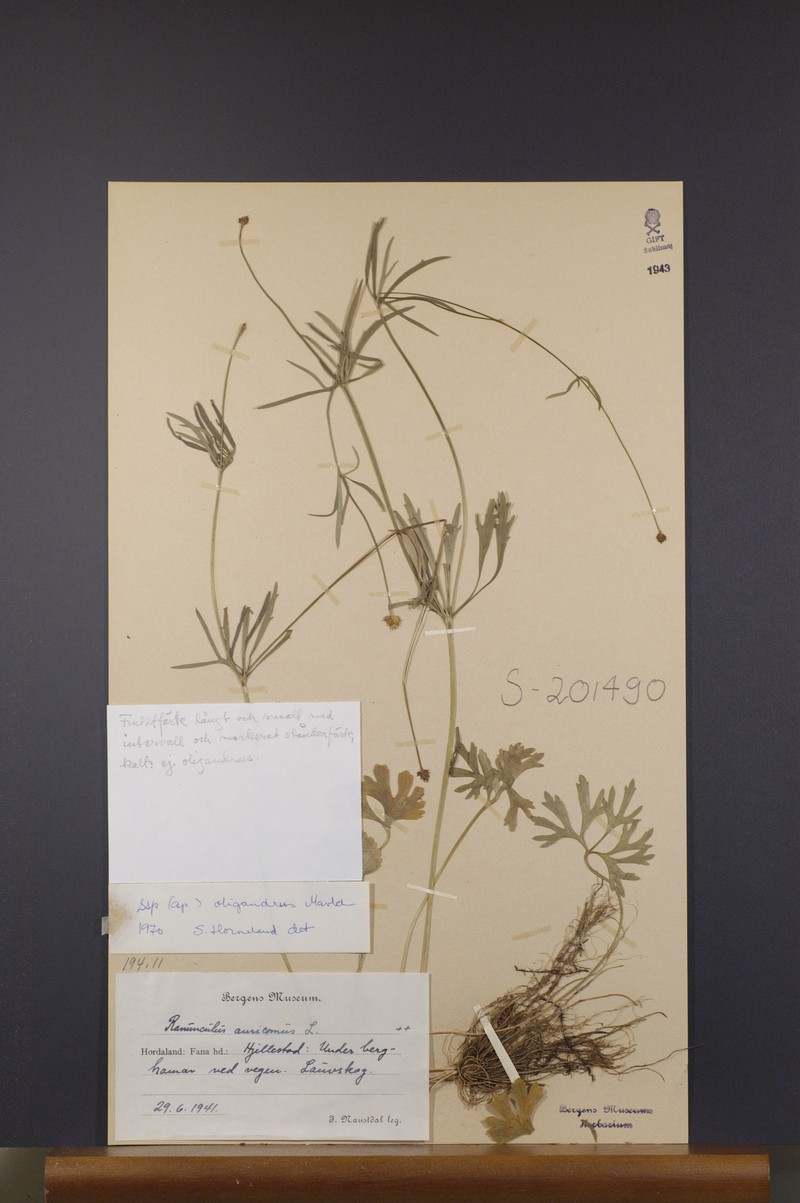 Ranunculus oligandrus