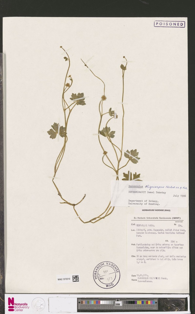 Ranunculus oligocarpos