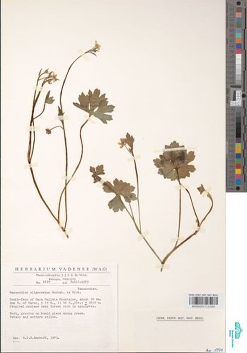 Ranunculus oligocarpos photo 3