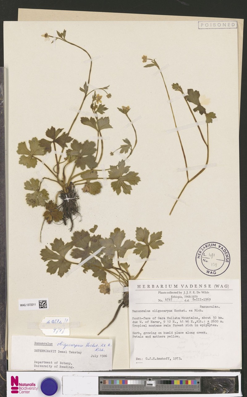 Ranunculus oligocarpos photo 4