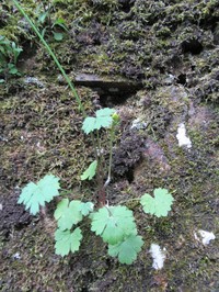 Ranunculus ollissiponensis