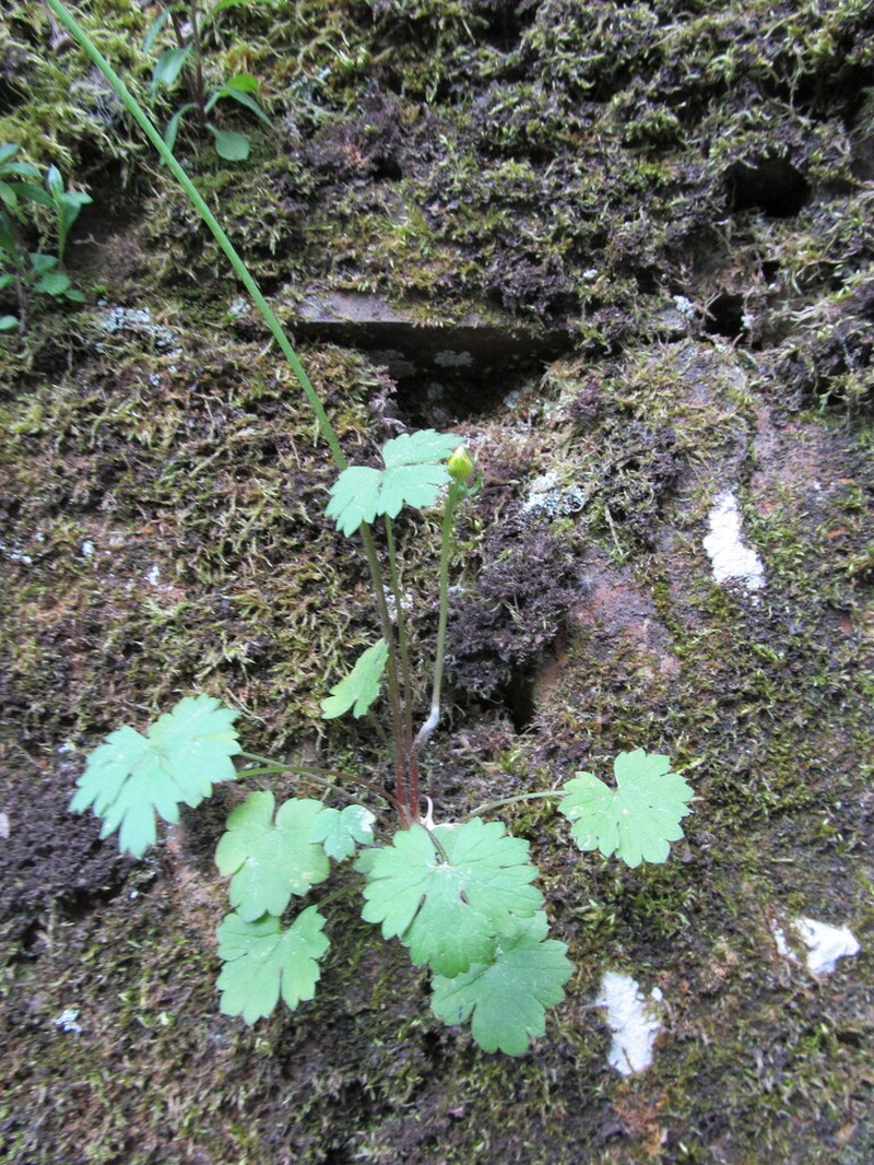 Ranunculus ollissiponensis