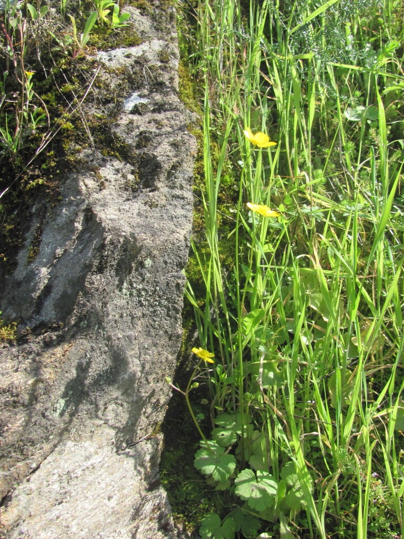 Ranunculus ollissiponensis photo 2