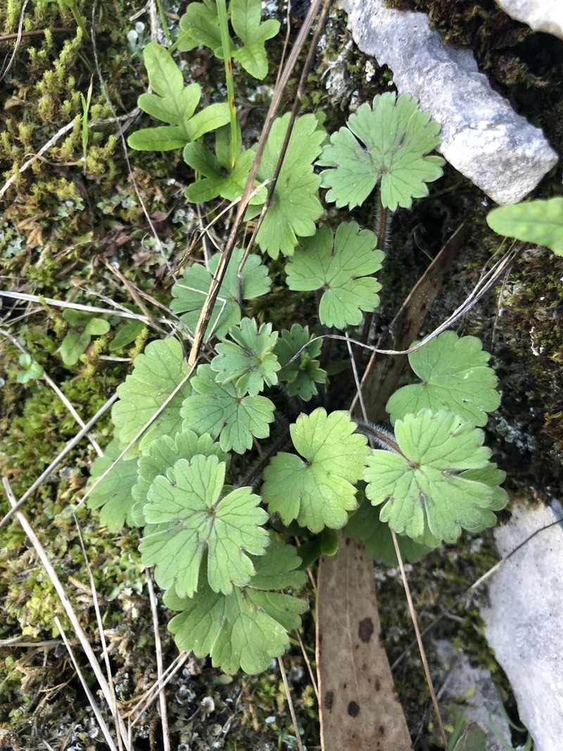 Ranunculus ollissiponensis photo 3