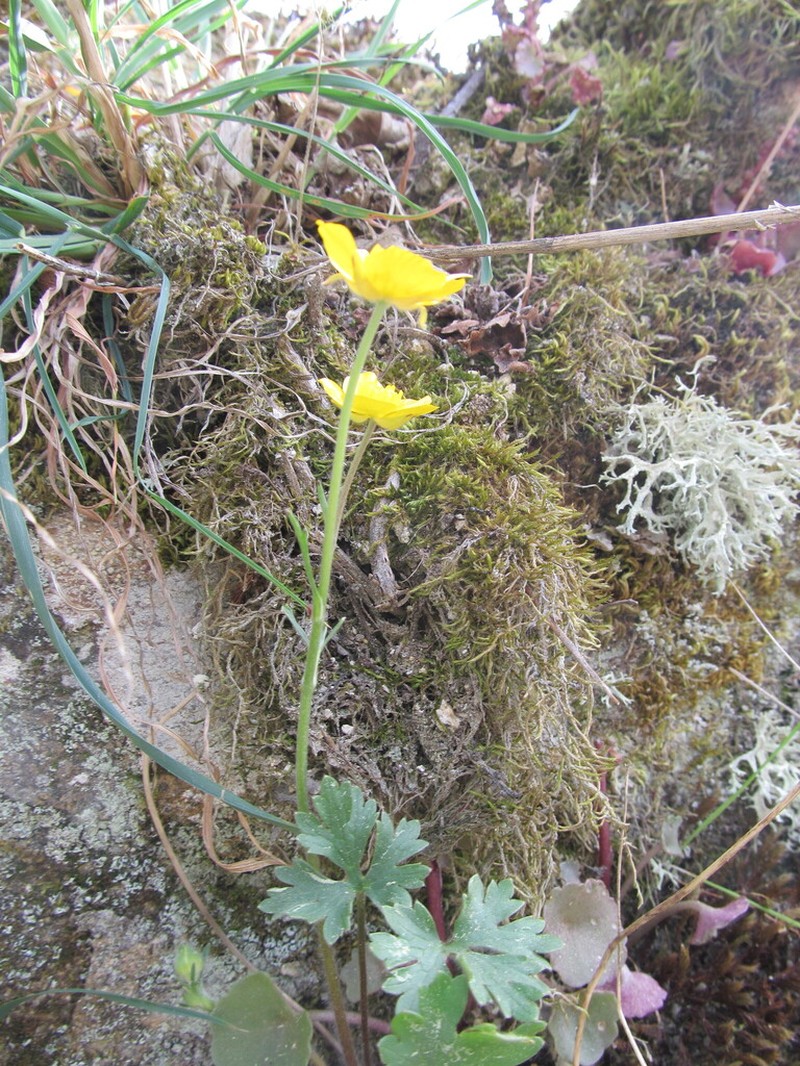 Ranunculus ollissiponensis photo 4