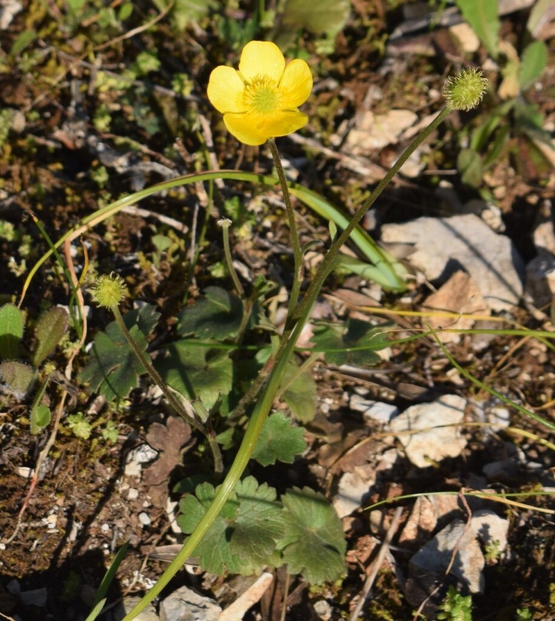 Ranunculus ollissiponensis photo 5