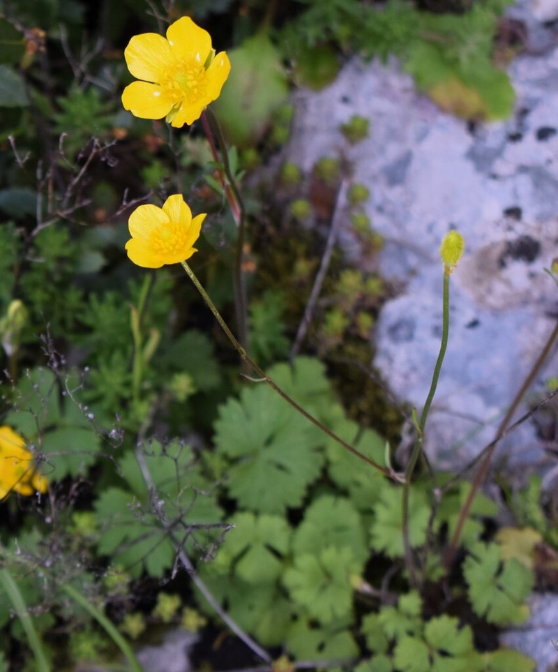 Ranunculus ollissiponensis photo 6
